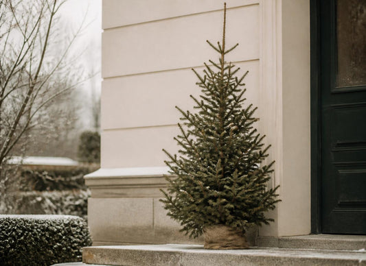 Bortforsling av julgran efter jul